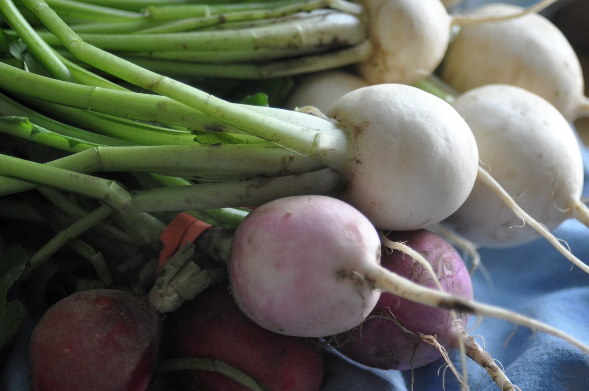 14850dining's tweet photo. It’s here! The first day of the Ithaca Farmers Market at Steamboat Landing is here! What are you eating before you hop back on the bike, and what are you grabbing to cook tonight? https://t.co/prAUG4aKlD