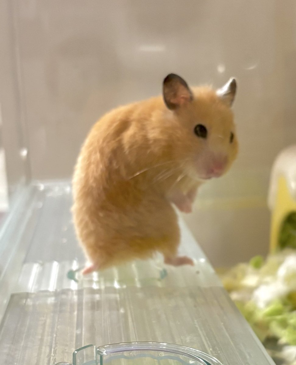 すふれ日記໒꒱゜ tweet media