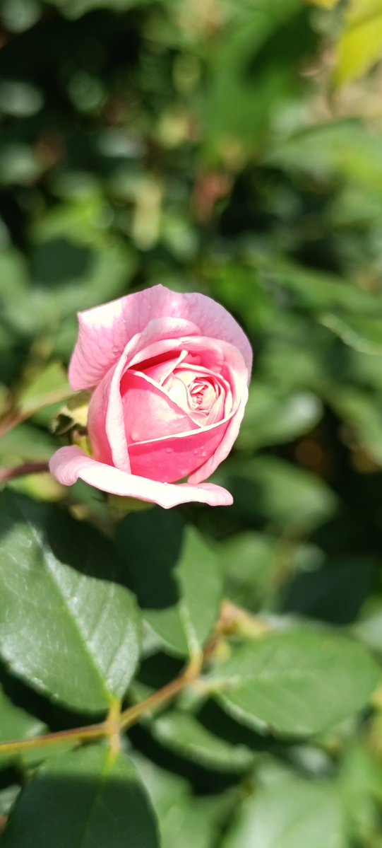 AUGUSTO ® tweet media