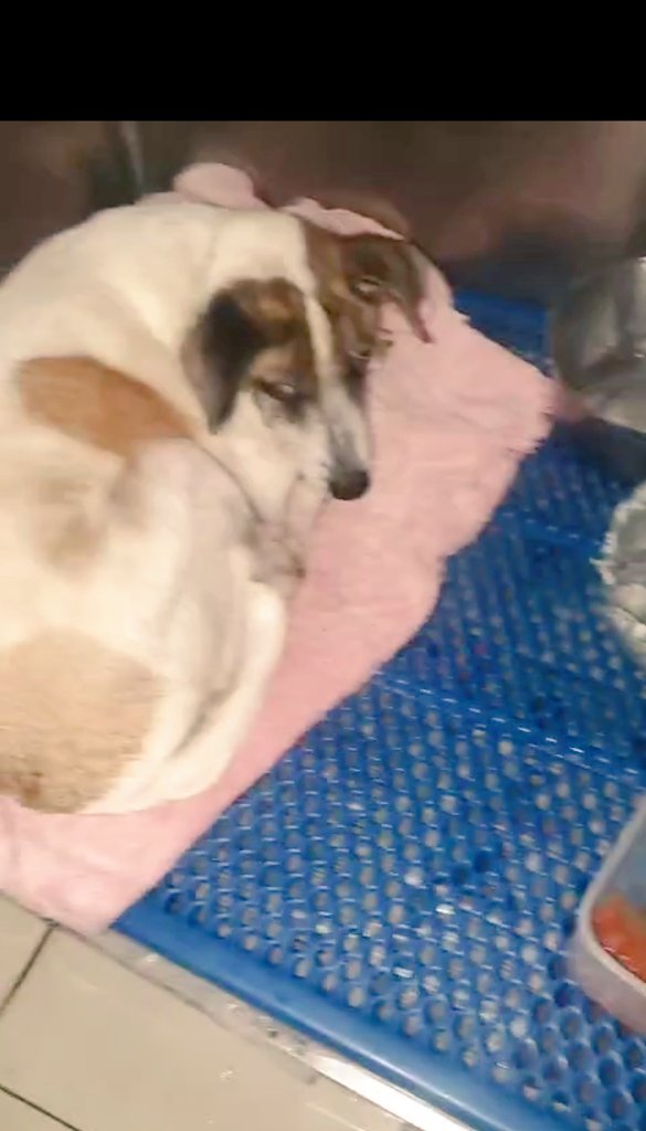 DKAstrology 🇭🇺🇯🇲🙏✨ tweet media