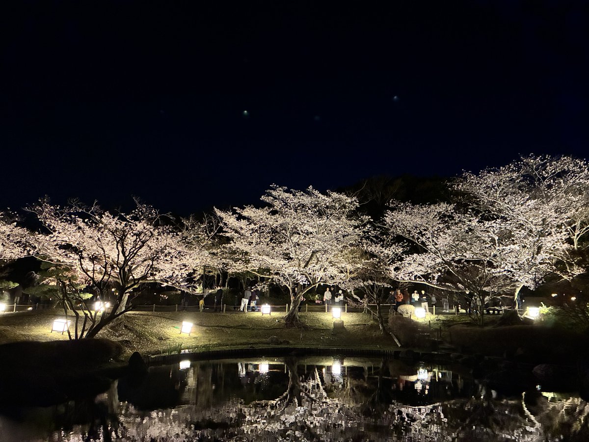 昨日撮った夜桜でも見て