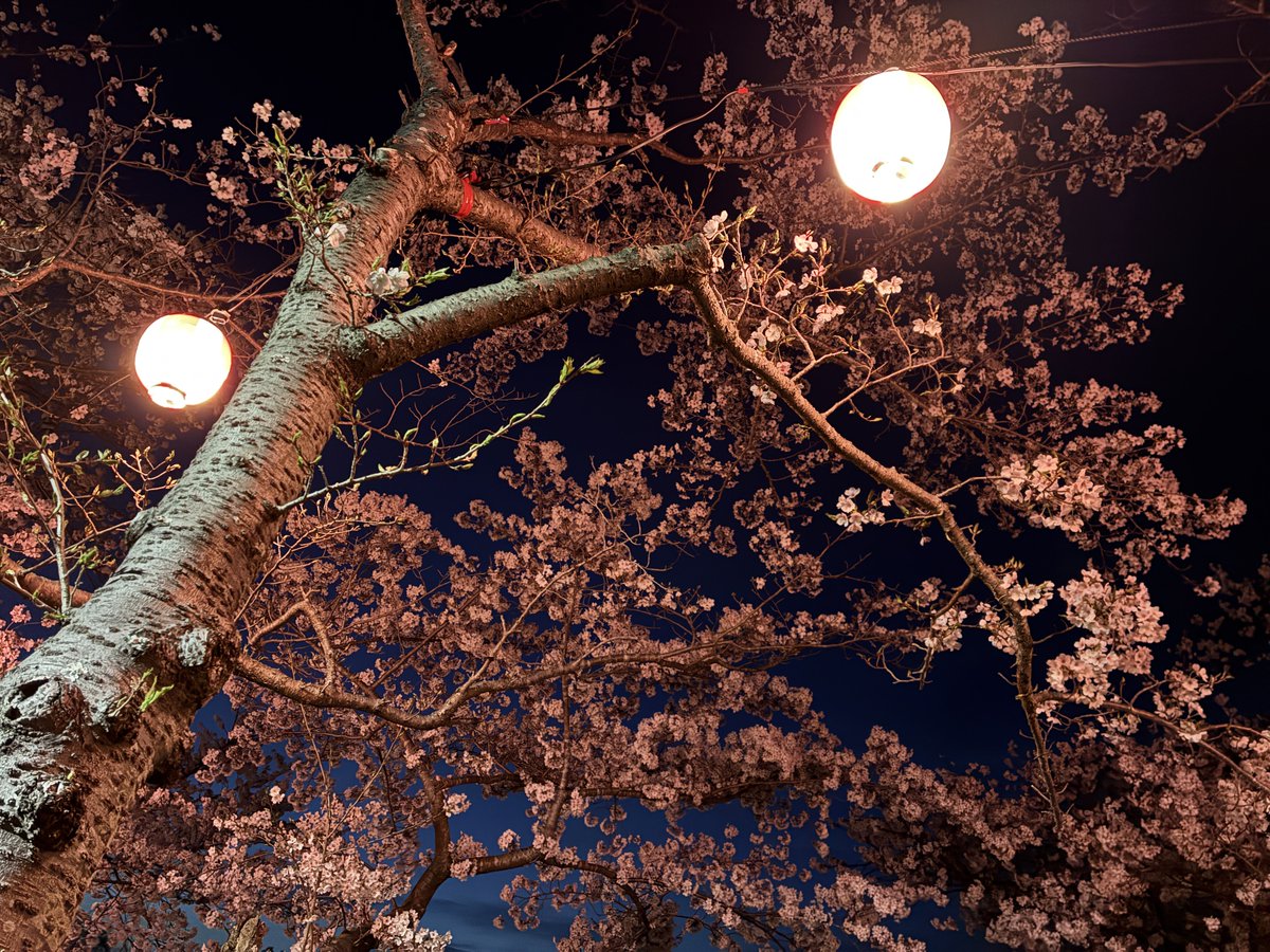 BurnringIR's tweet photo. 昨日撮った夜桜でも見て https://t.co/fKHCzwepjz