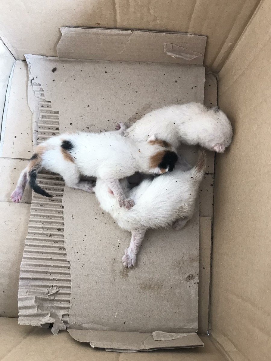 Максим Белый tweet media