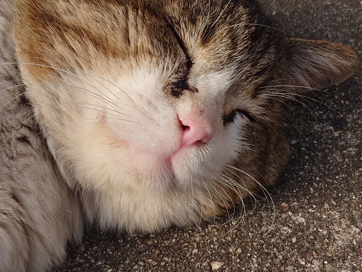 お休み猫さんです