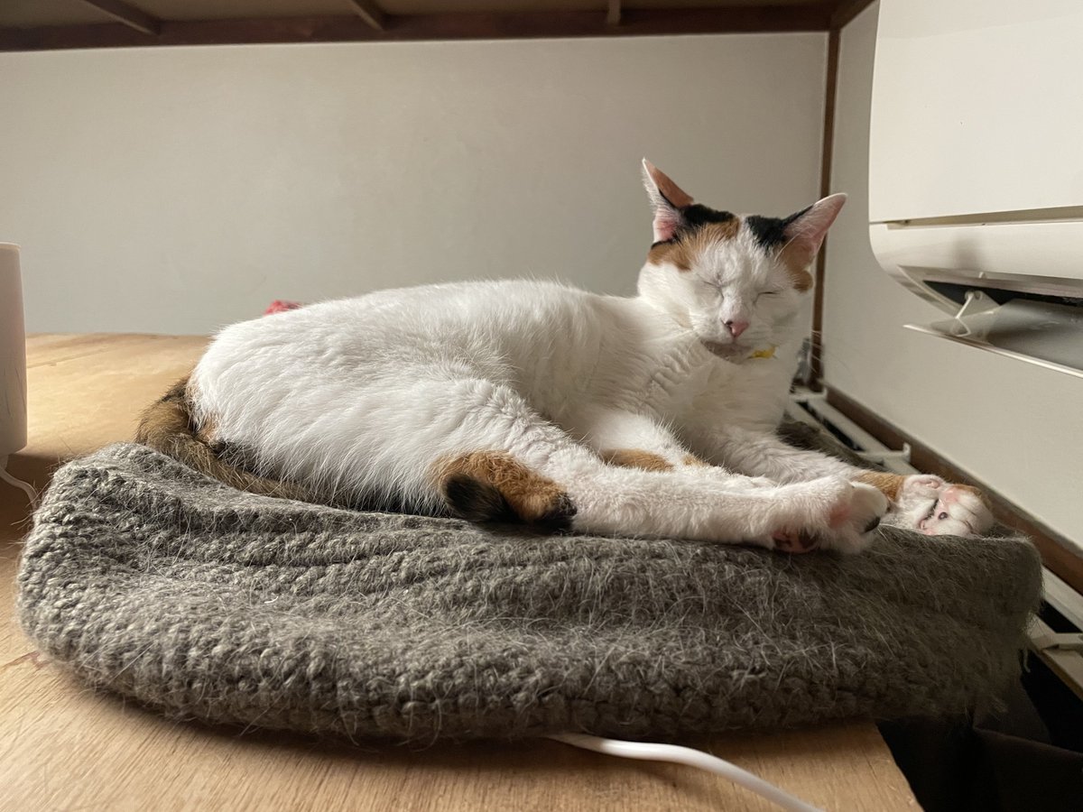 にゃんちくだいすきくらぶ tweet media