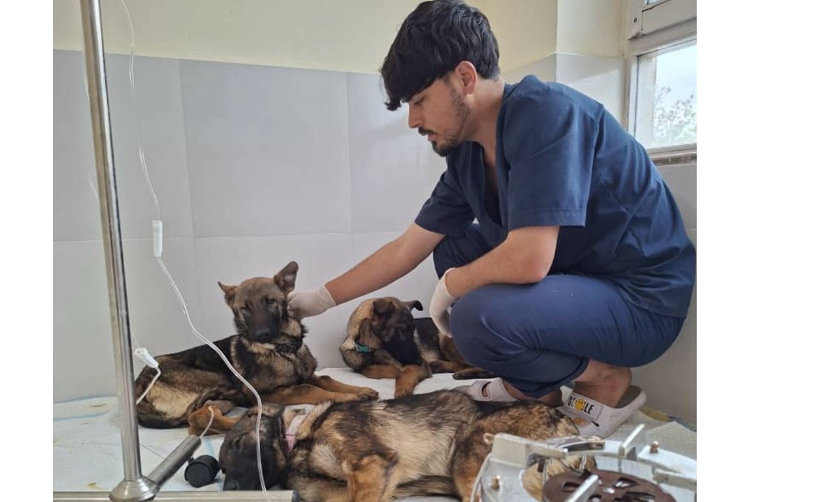 Kabul Small Animal Rescue tweet media