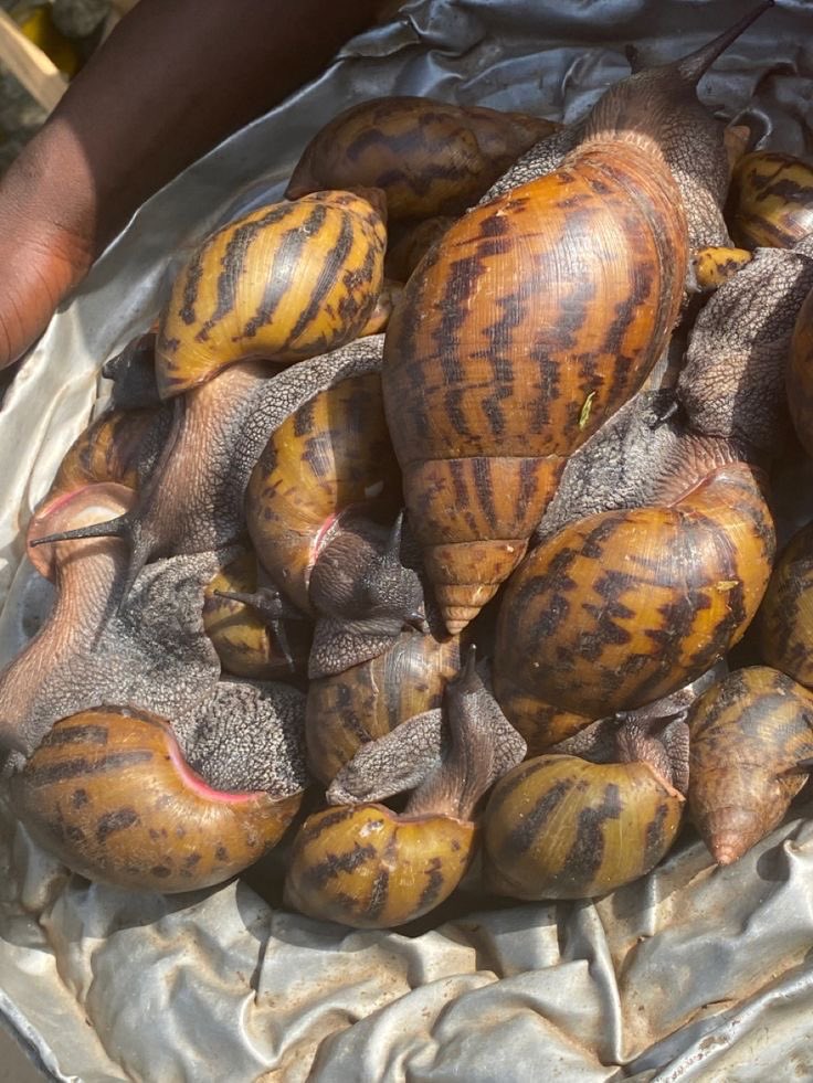 JUMOKE🪷🌬️ tweet media