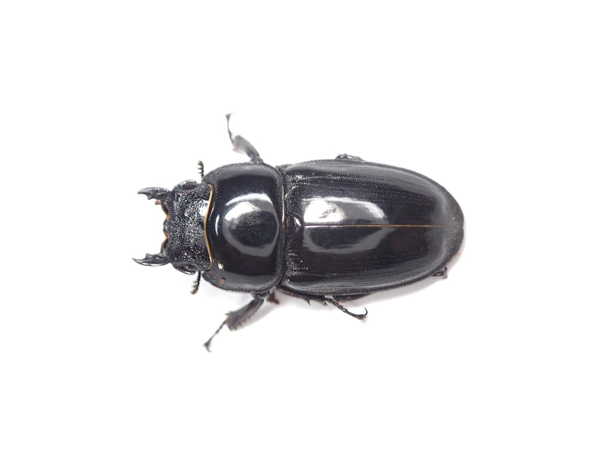 STAG_BEETLE_JAPAN tweet media