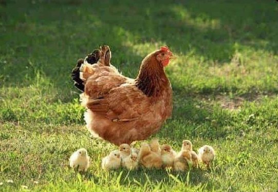 *☆A࣭࣪ꭑִׂ͓ׅ࣪ᦒ᩠ִׂ໋ׅ࣪꯱ָׂ Dυᥣᧉ᩠֗x Ⓧ🕷️ tweet media