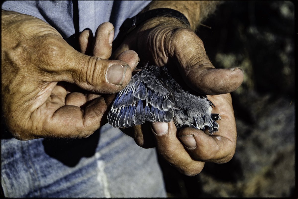 Oliver Dahl tweet media