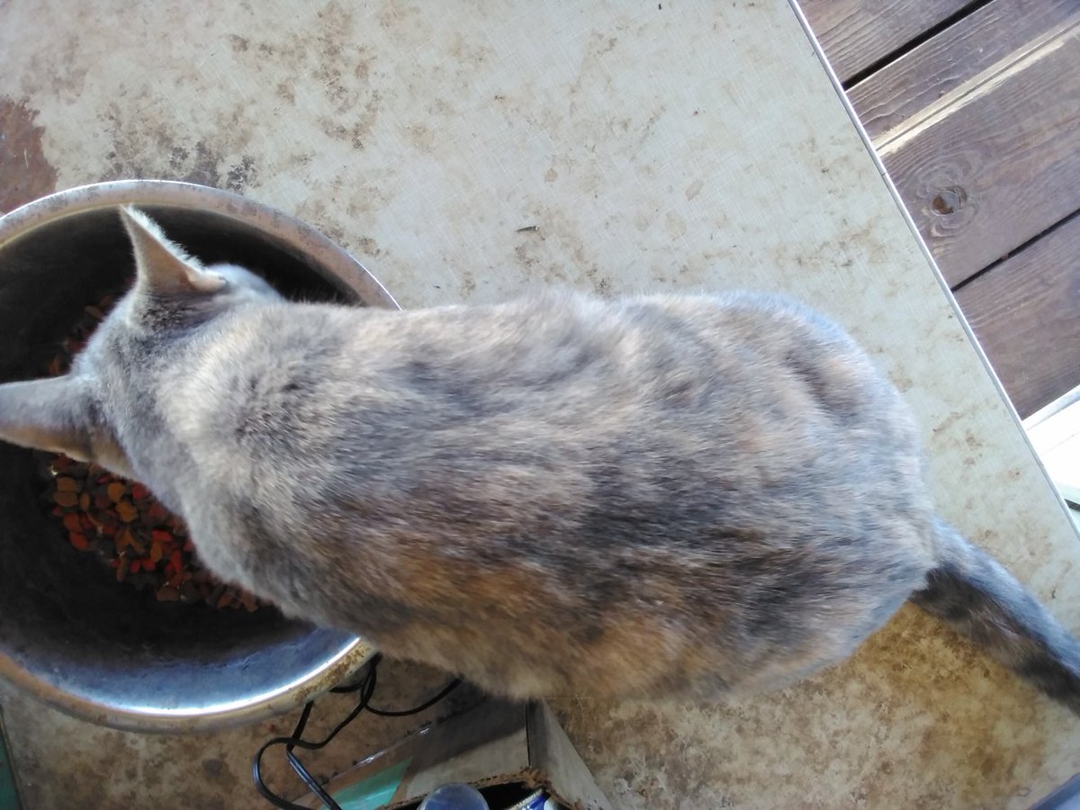 Ad Libitum tweet media