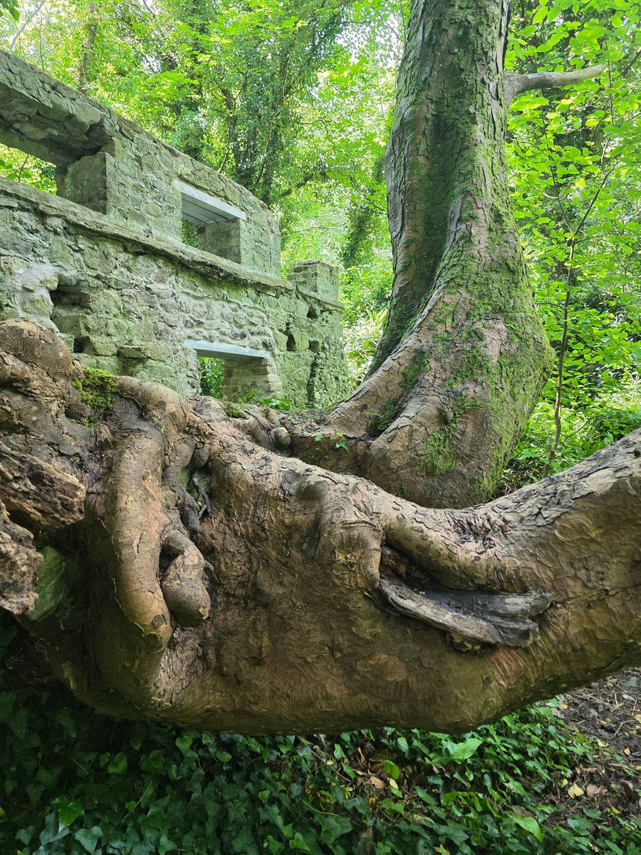 Golden Dawn tweet media