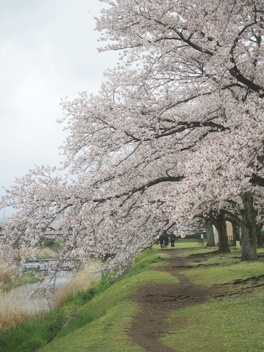 シマ・シマ子🦓📷 tweet media