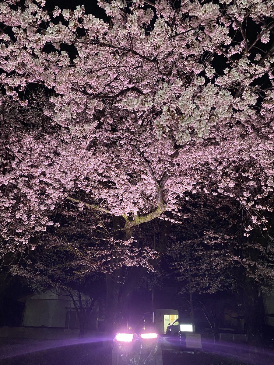 DATRP's tweet photo. 夜桜。

うむ。綺麗である。 https://t.co/TaFNXN0yCV