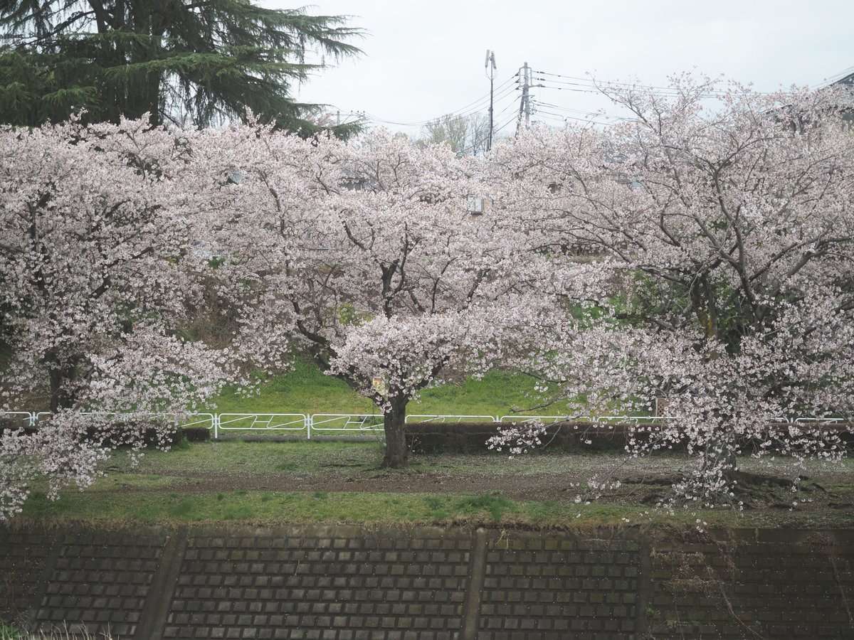 シマ・シマ子🦓📷 tweet media