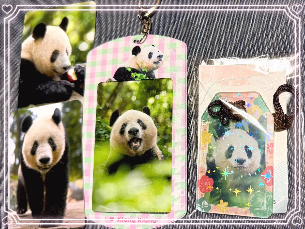 本日、大パンダ展にお邪魔して来ました！

シャンシャンのトレカホルダー&amp;トレカセットと良浜のお守りを買いました！

シャンシャンの写真集は上野案内所さんのオンラインで購入しました☺️
シャンシャンの写真可愛かったです🥰
写真集の到着を楽しみにしています！

#大パンダ展
#シャンシャン