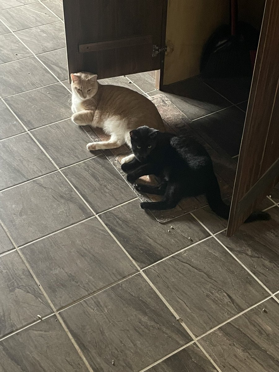 T. Olsen 🏳️‍🌈 tweet media