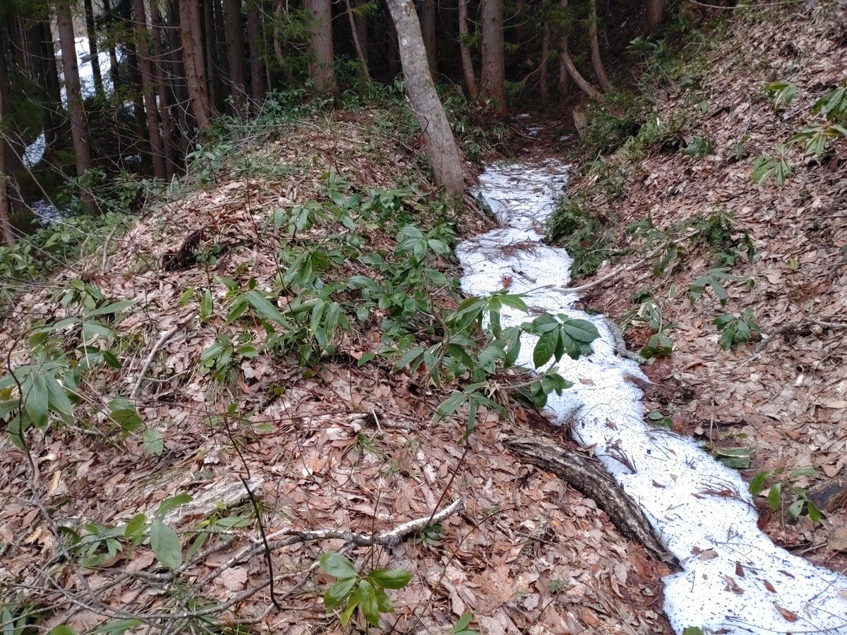 傳八郎 tweet media