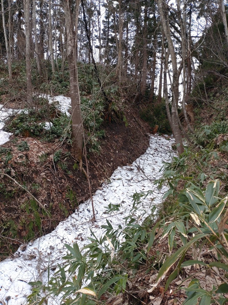 傳八郎 tweet media