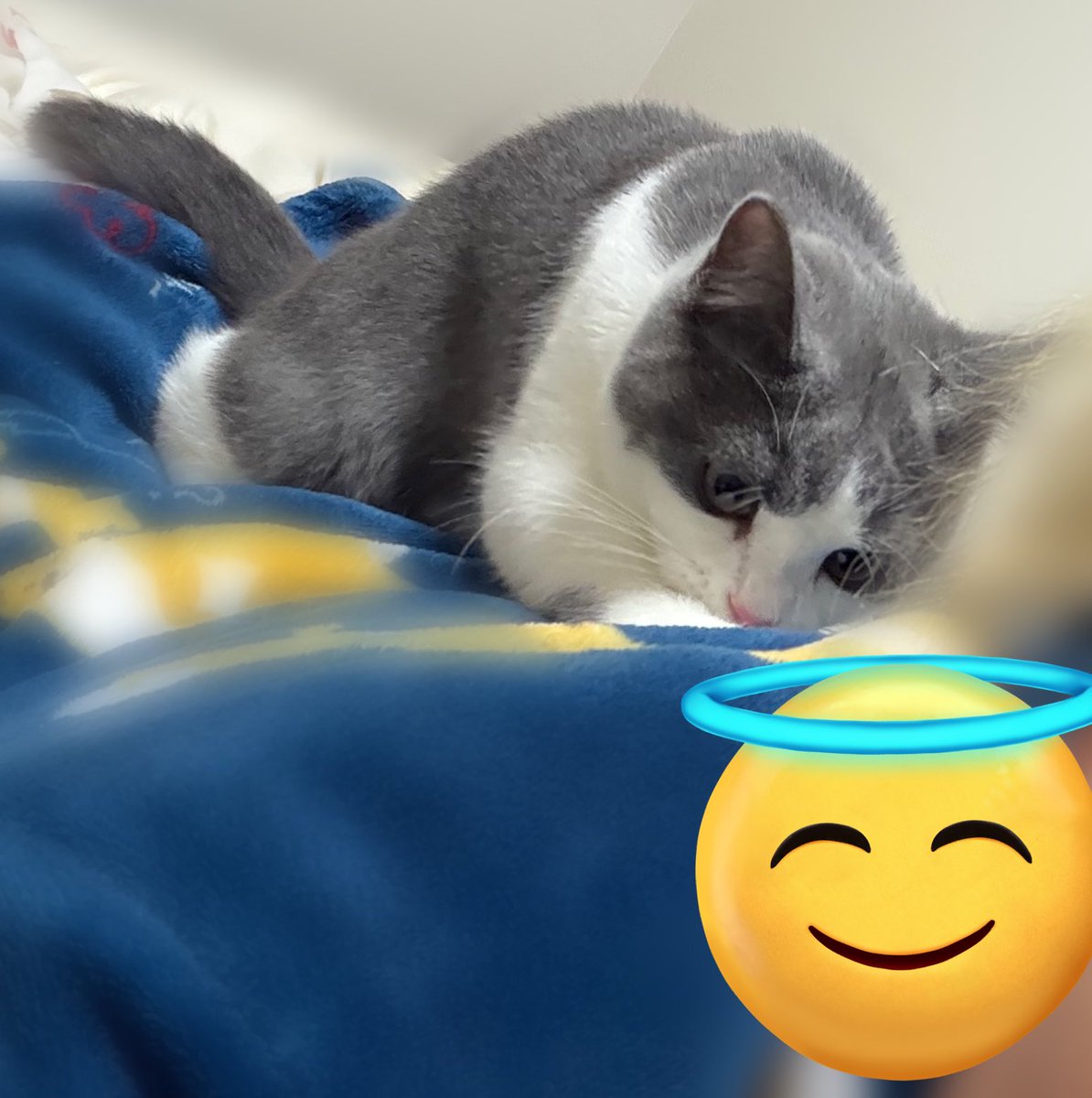 マンチカンのゆーが🐈‍⬛おる🐈 tweet media