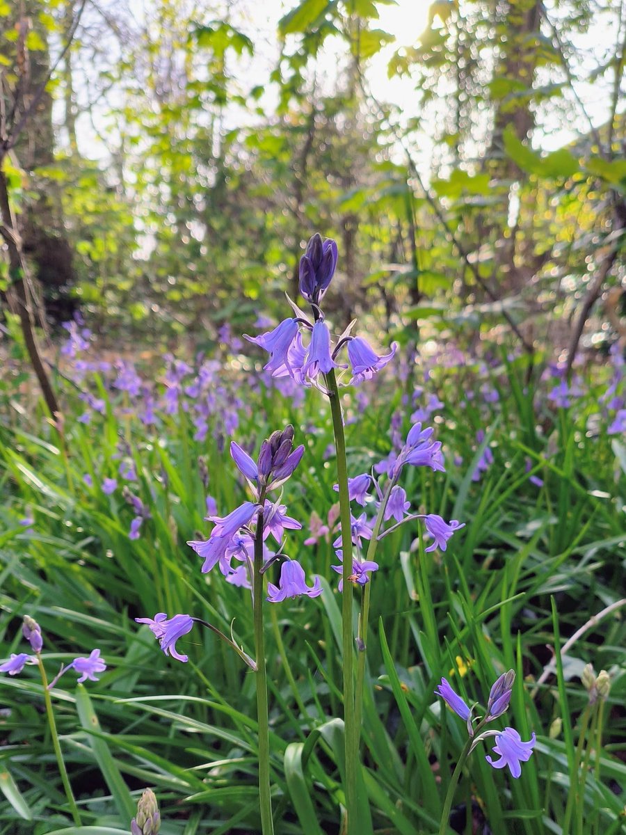 LadyGrace27's tweet image. If you slow down enough… you can hear it, see it, and feel it...🌿✨

#saturdayvibe #walks #walkies #woods #nature #NatureWalk #naturelove