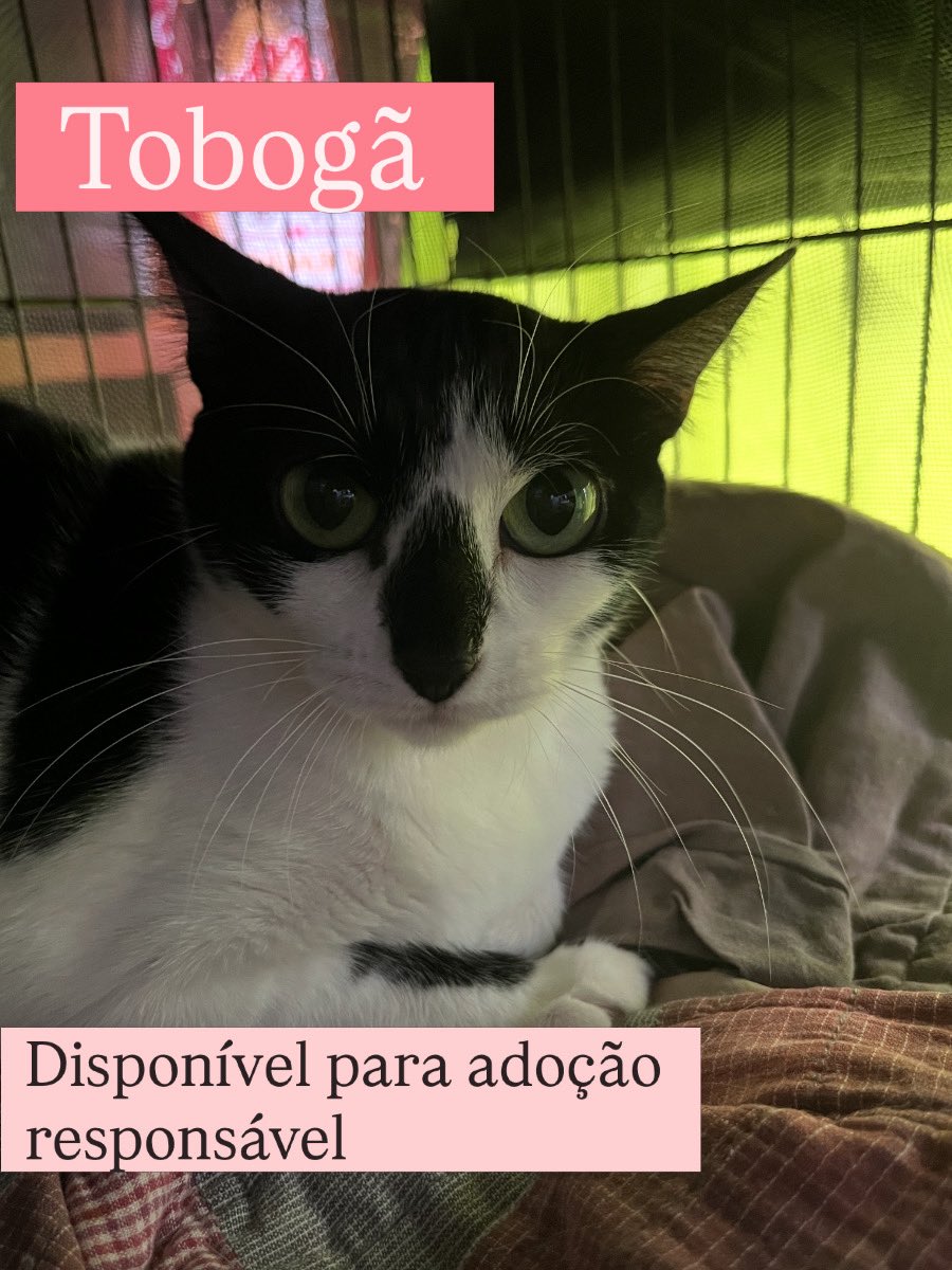 Abrigo Meimei tweet media