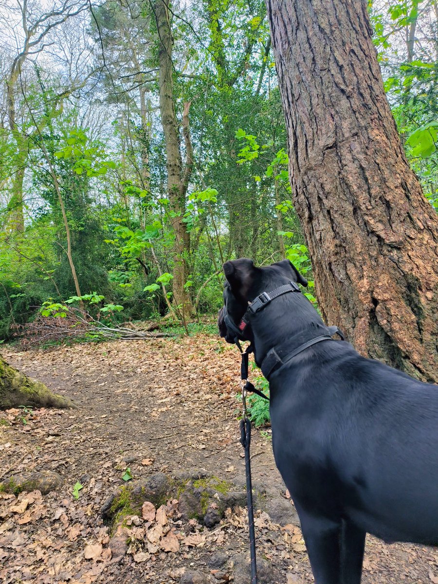 LadyGrace27's tweet image. If you slow down enough… you can hear it, see it, and feel it...🌿✨

#saturdayvibe #walks #walkies #woods #nature #NatureWalk #naturelove