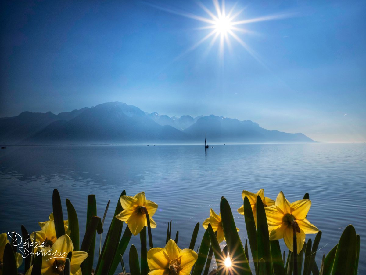 DelezeD's tweet image. De toute beauté 💙🌼⛵️🇨🇭
Montreux, Vaud, Suisse, 03/2026

#suisse #switzerland #leman #riviera @myvaud @MySwitzerland_e