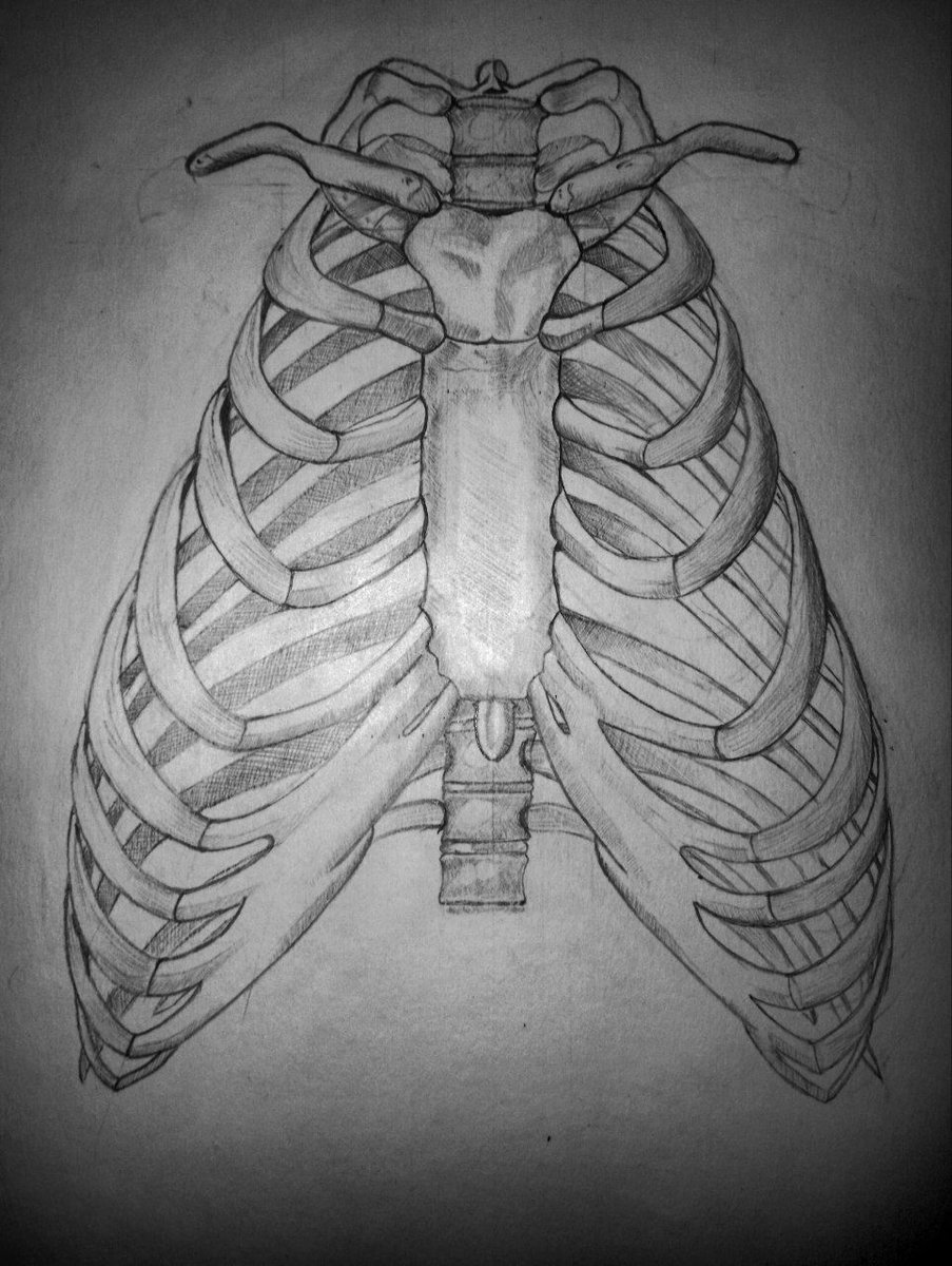 DargoLifeBuild's tweet photo. My slightly old work, also homework on anatomy :)
I accidentally drew 2 more edges than necessary while drawing, that's why there are such big gaps in the middle XD
#art #traditional_art #drawing #sketch #artwork #pensil_art #art_study #anatomy #anatomystudy #bone https://t.co/q5ELkOhbJu
