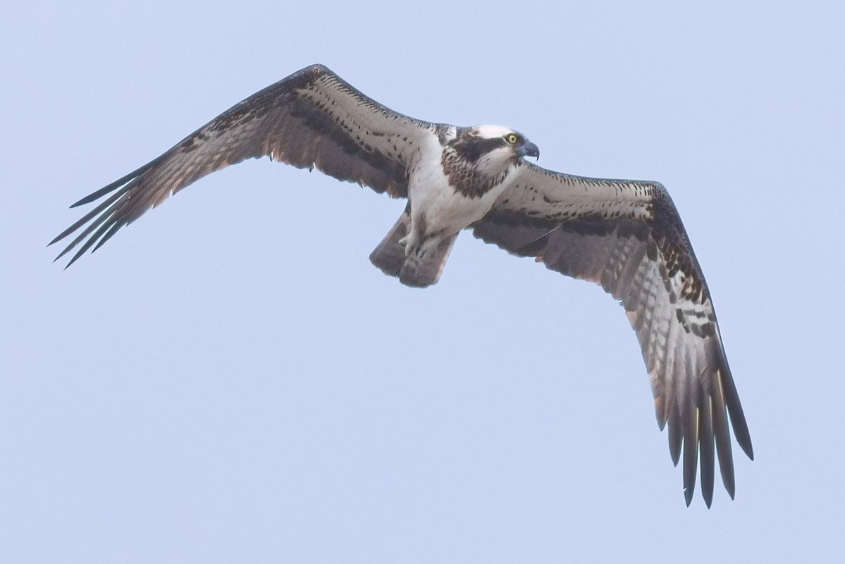 Mark Wright tweet media