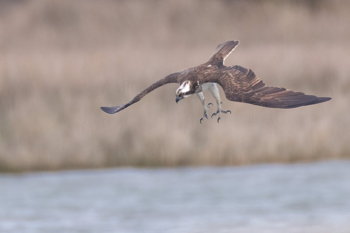 Mark Wright tweet media