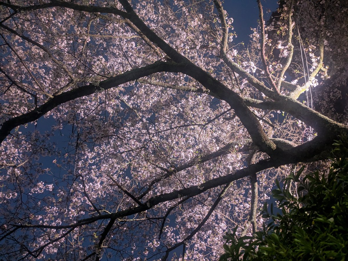 yumekake tweet media