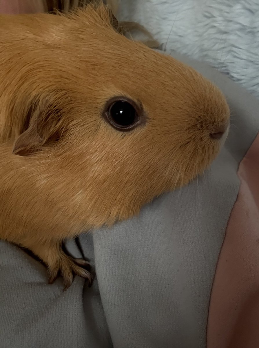 ˙Arrow˙/Cyno ➳ shtwt tweet media