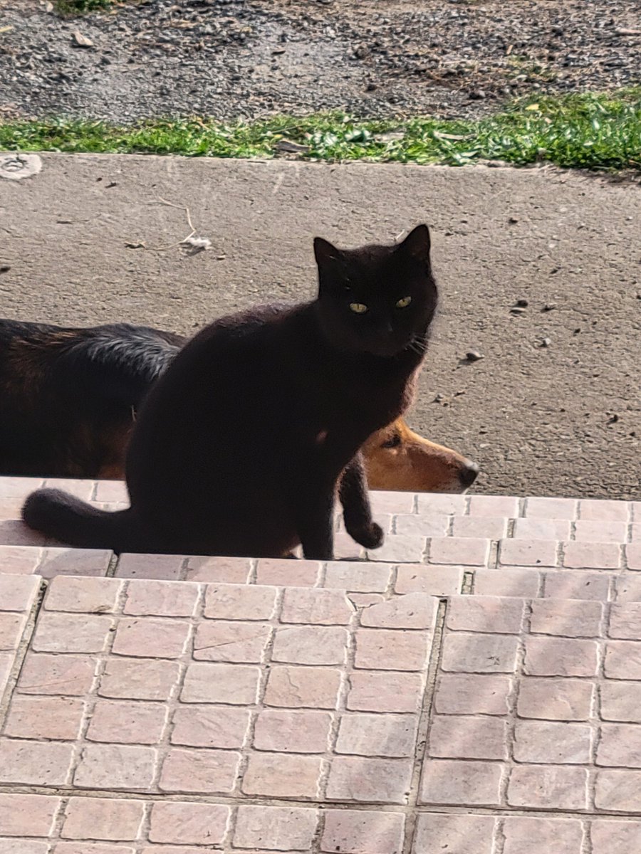 DavidMo 🦎 tweet media