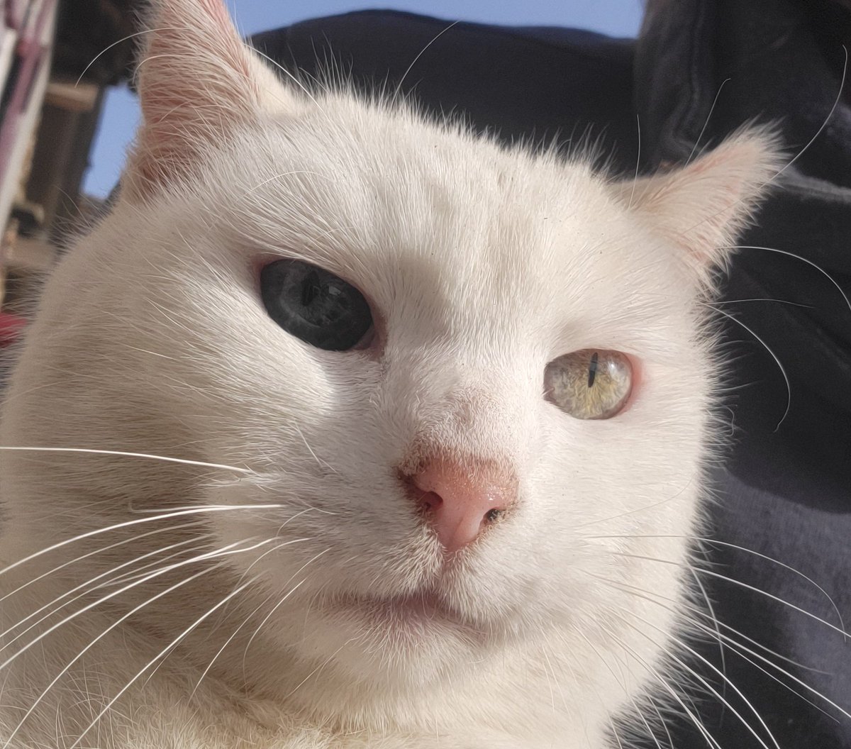 DavidMo 🦎 tweet media