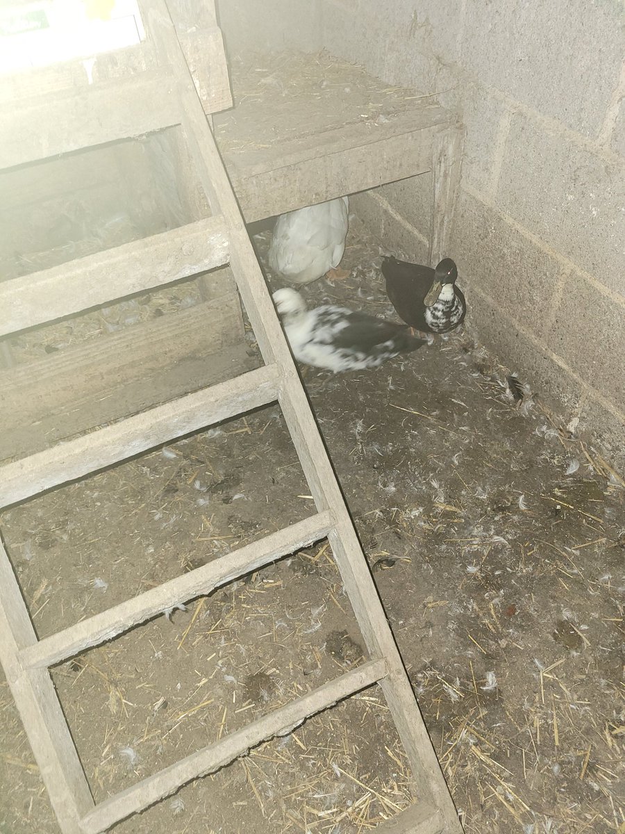 DavidMo 🦎 tweet media