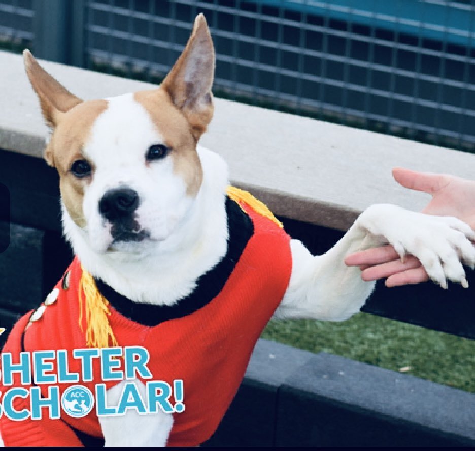 QuietSpirit 🐕 tweet media