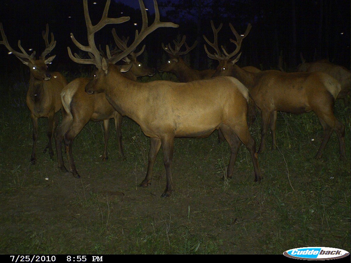 trailcam tweet media