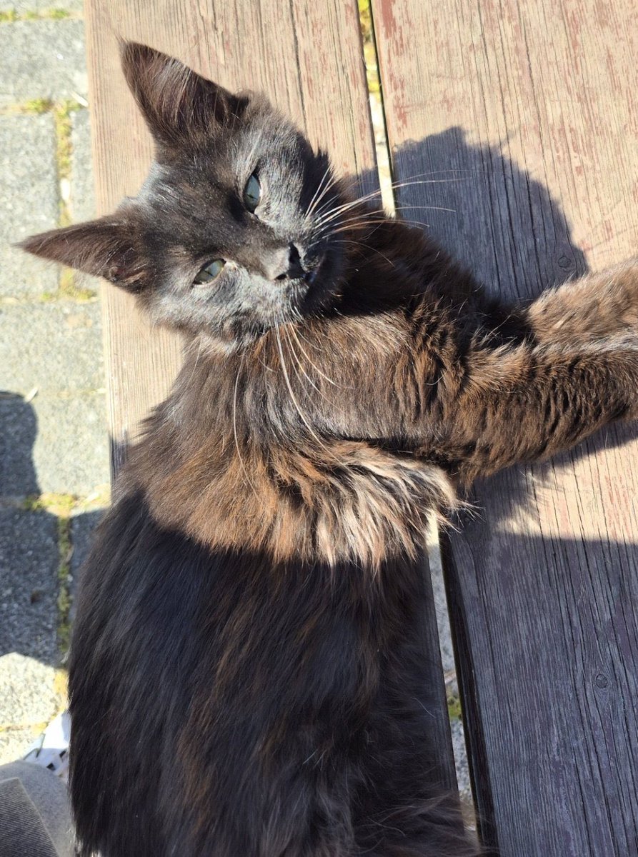 TotoroveKankileri tweet media