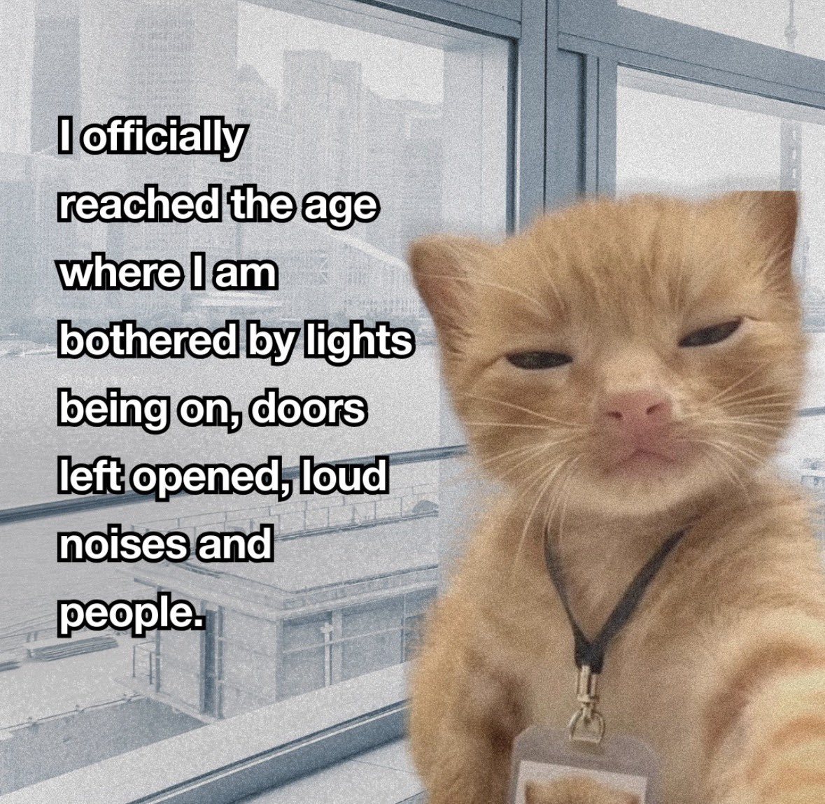 raccoon aesthetic. tweet media