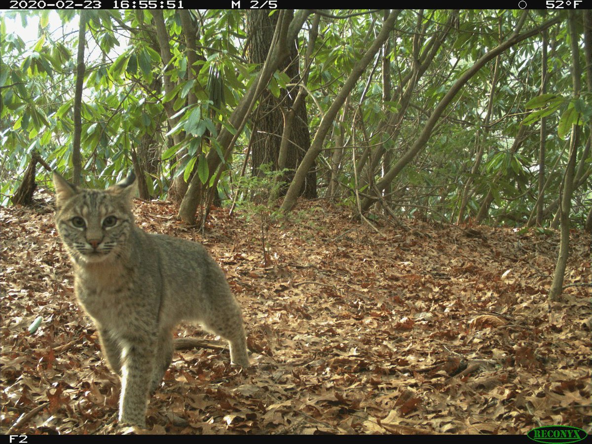 trailcam tweet media