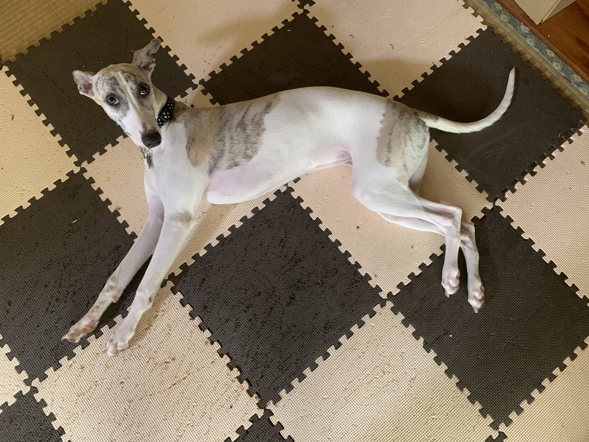 あんとに庵 tweet media