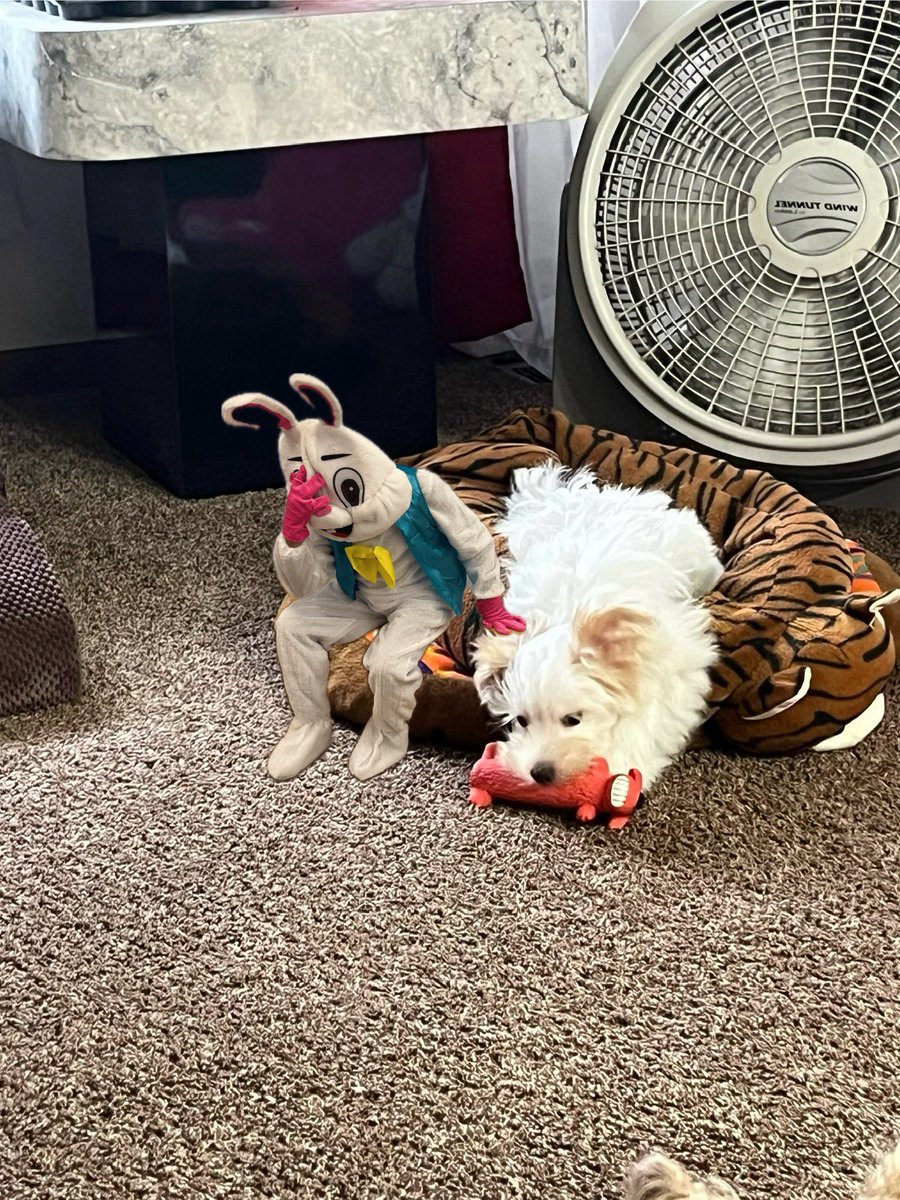 JimCourchene's tweet photo. Last day for the Petco Easter Bunny photo shoot. 2 to 4 today. https://t.co/EUKVtaD1Ey