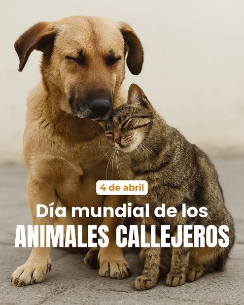 LUCÍA Oxenford tweet media