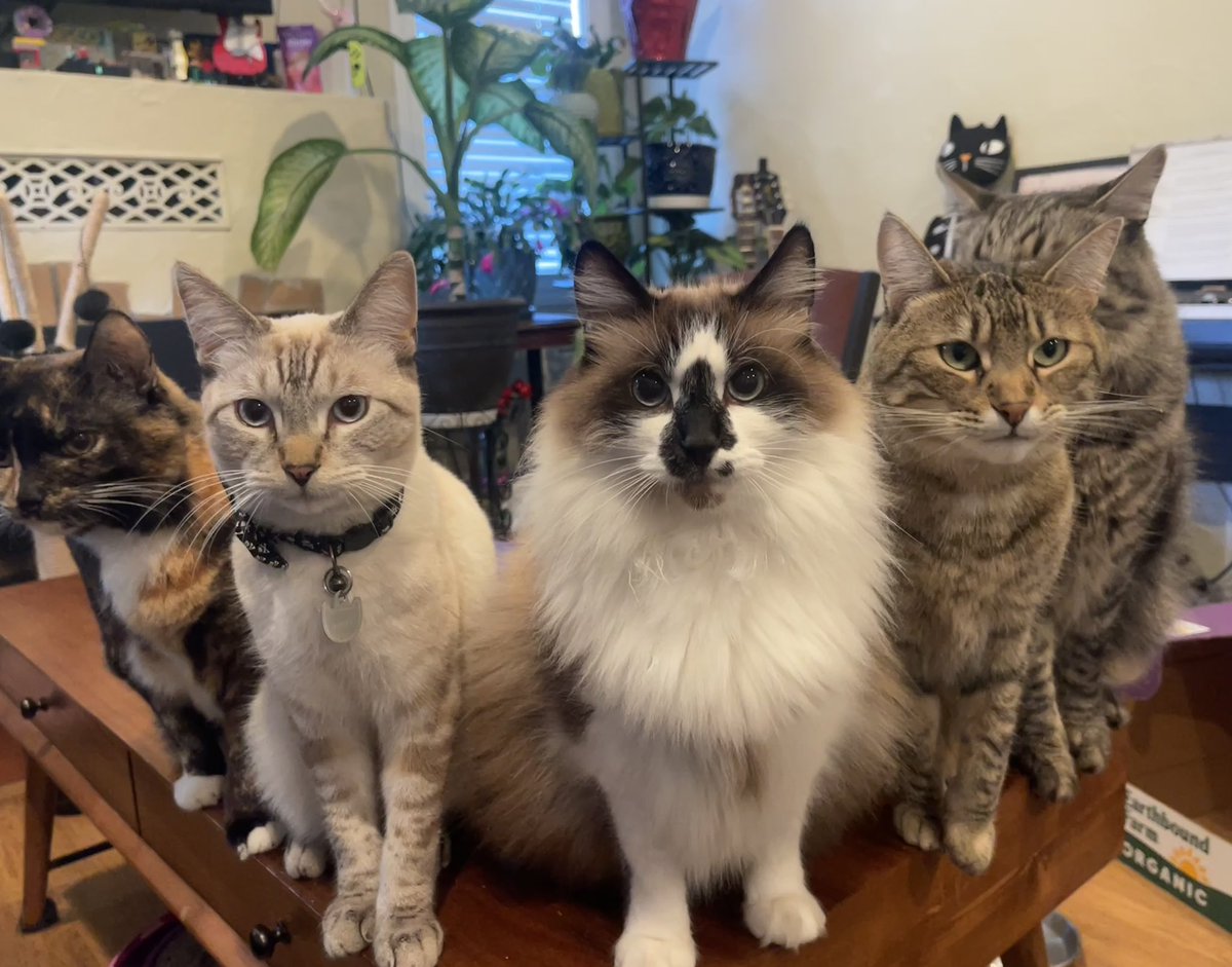 🌸🌈Skippy🐈Kevy🐈Badger🐈Sunny🐈Basil🐈Mikey🌸 tweet media