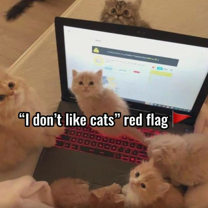 Punch Cat (@punchingcat) on Twitter photo 