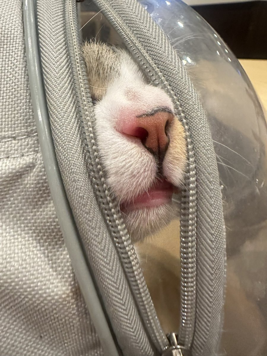 sonnyangelreign's tweet photo. hello ppl! trying to shoot a long shot here for my bb's vet needs 

meet pandan (male, kapon), my 1-yr old baby. he recently excreted worms and has pale gums. i need to take him to the vet ASAP so i could know what action to take and what's his current diagnosis. any amt will do! https://t.co/SHAraYJzGf