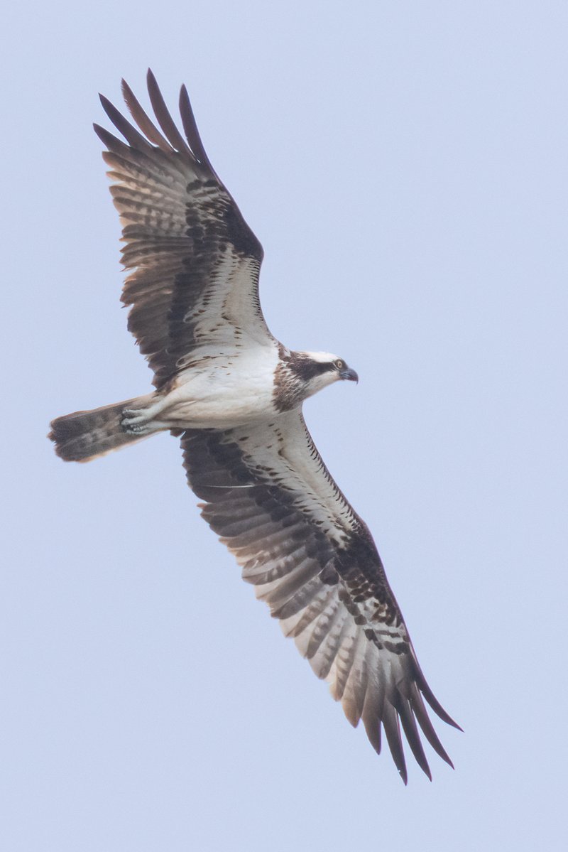 Mark Wright tweet media