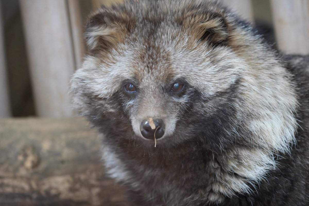 マリアンヌ tweet media