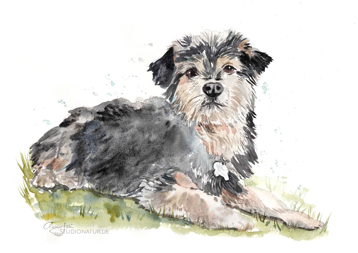 ChristineG_'s tweet photo. New dog watercolors were created: this is Lola 🥰 on Clairefontaine paper, commissioned painting. I would  be happy to paint your animal in watercolor or oil. Every soul has its color and vibration. I paint the essence of the animal. More on this: https://t.co/mcKZjSKCTl https://t.co/f18Lm0zqCj